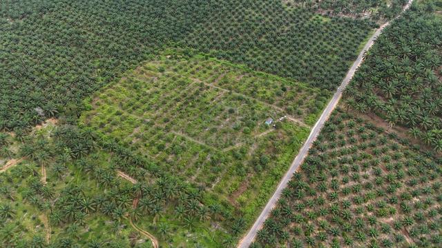 FREEHOLD NON BUMI Durian Farm Kangkar Bahru, Batu Pahat [7.89ac] 1