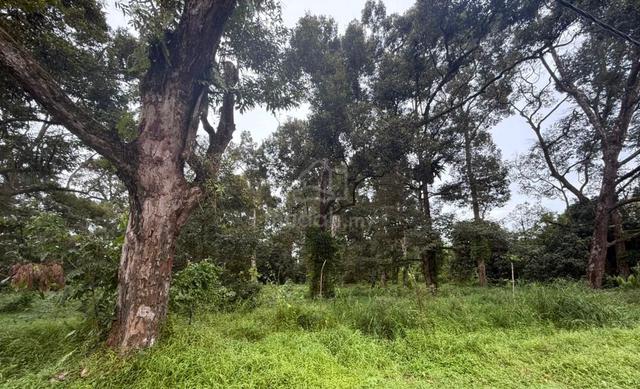 3.6 acres! Pontian Teluk Kerang, Durian & Fruits Agriculture Land ! 1