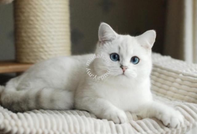 Silver british hot sale shorthair for sale