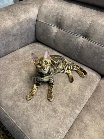 Carousel Image