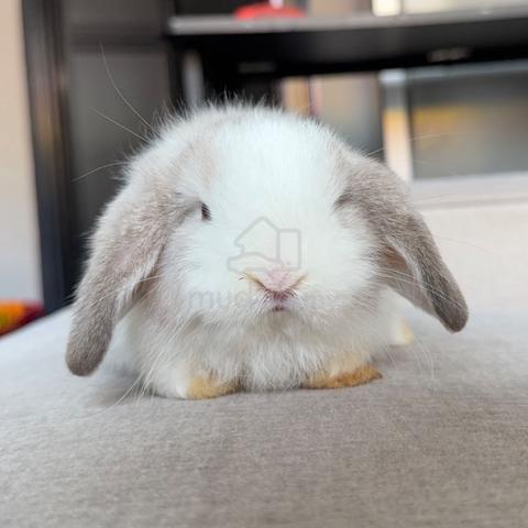 Holland lop bunny ear lop rabbit arnab - photo 2 of 2