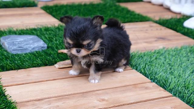 black and white Chihuahua ~8 - photo 5 of 6