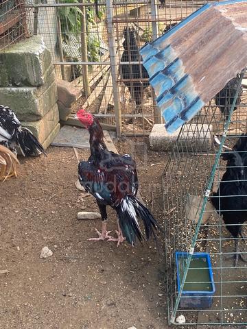 Ayam bangkok klasik - photo 4 of 4