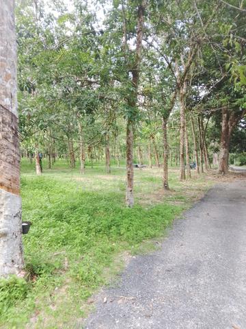 Kebun getah 6 ekar 1