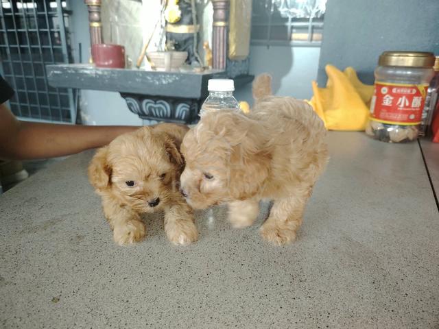 shizu poodle - photo 2 of 3