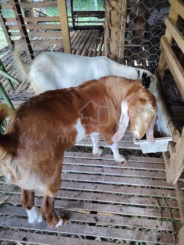 Carousel Image Selected