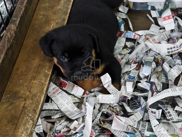 Rottweiler puppy - photo 3 of 3