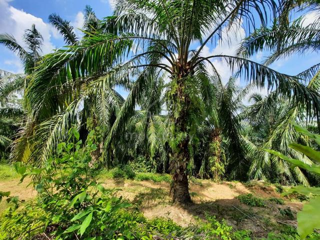 Agriculture Land For Sale Kuala Pilah , Mukim Johol Negeri Sembilan 1