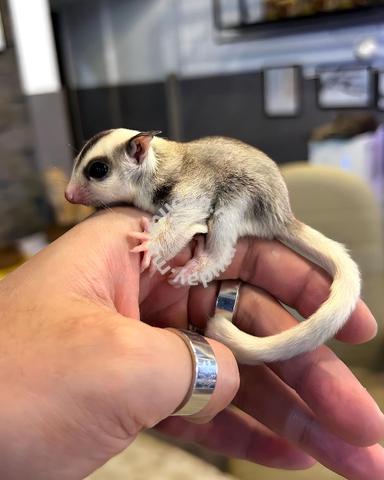 Mosaic sugar glider store price