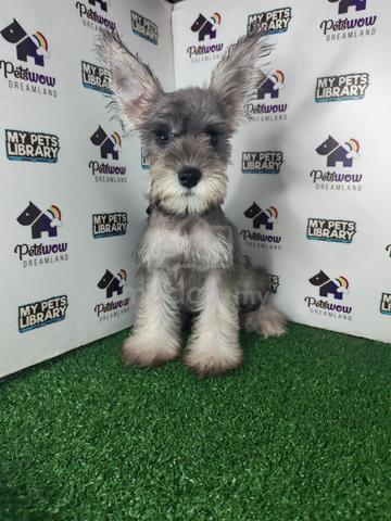 Miniature schnauzer grey white - photo 2 of 3