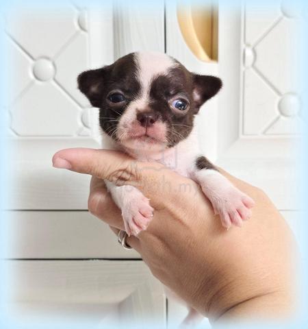 Chiwawa Pure Breed - photo 2 of 6