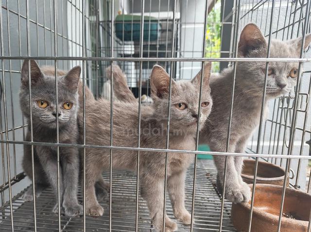 British shorthair - photo 2 of 3