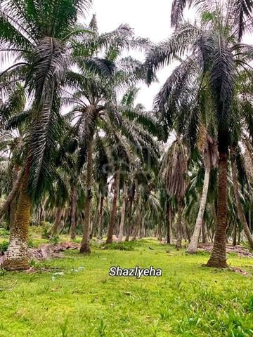 Kebun Sawit ada hasil Larut Matang Perak 1