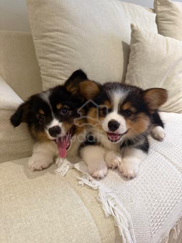 long coat corgi - photo 2 of 4