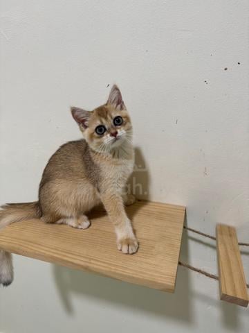 bsh golden - photo 3 of 3