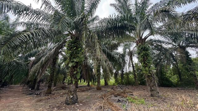 Tanah Sawit 2Ekar 1