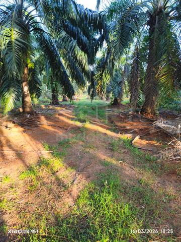 Tanah Sawit untuk dijual. 1