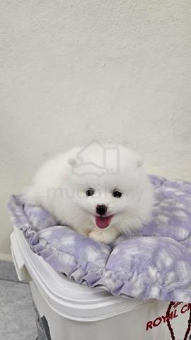 Tiny Pomeranian - Pets for sale in Alma, Penang
