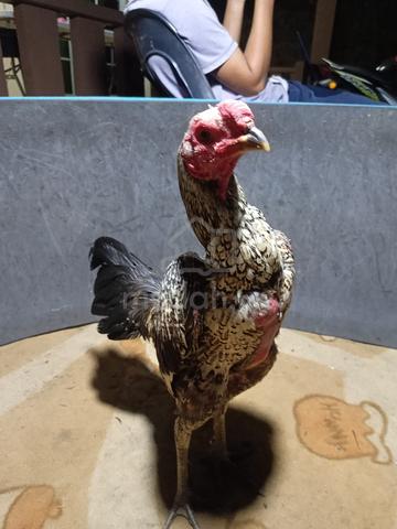 ayam sabung - photo 2 of 2