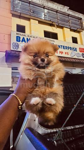 Pommerian puppy - photo 6 of 6
