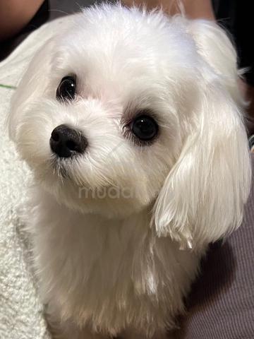Carousel Image Selected
