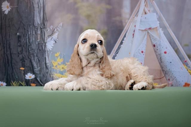 Carousel Image