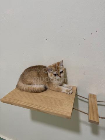 bsh golden - photo 4 of 4