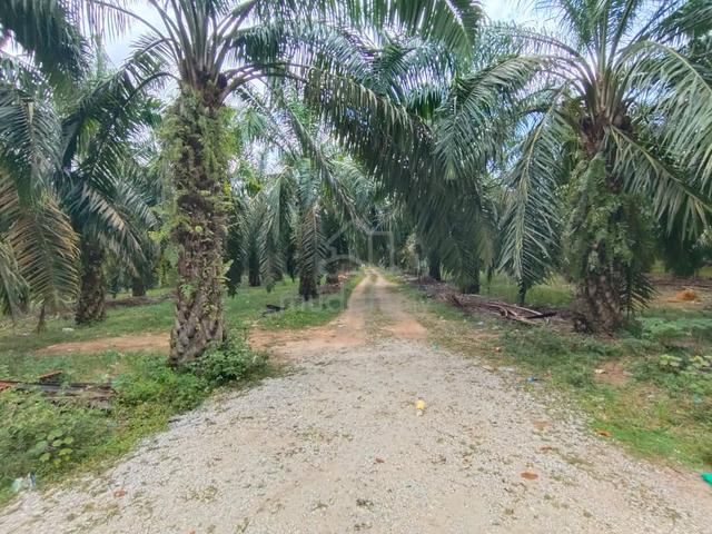 Gurun Pokok Sawit Land For Sale Free Hold 2.13Acres 1