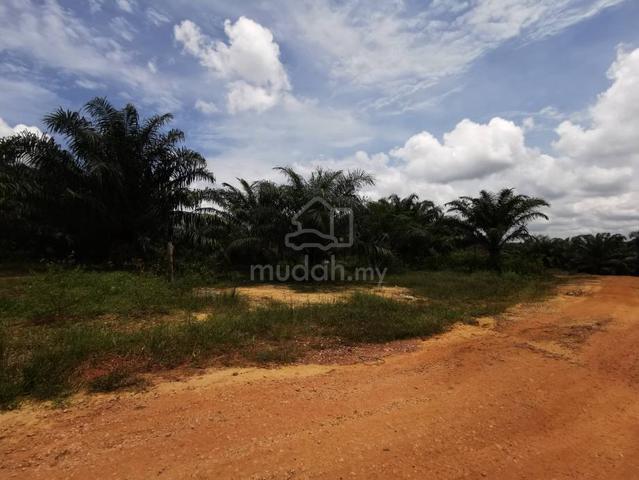 393 Acre Palm Oil Estate Zoned Industry Bukit Kuin Kuantan 1