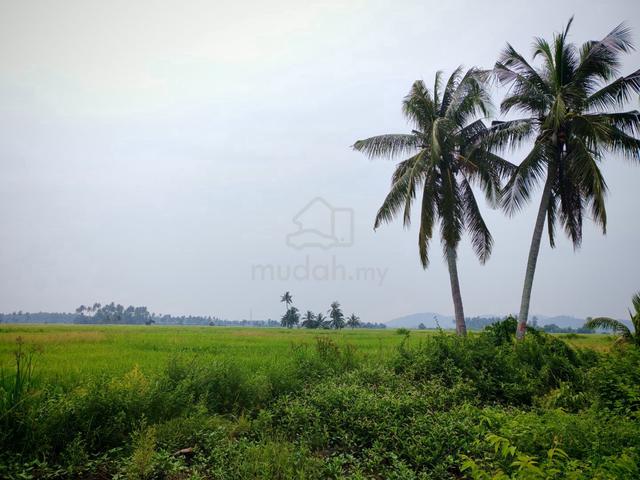 Tanah Bendang Geran Individu Bukit Meriam Kota Kuala Muda 1
