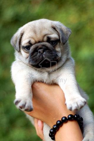 Fashion pug baby dog