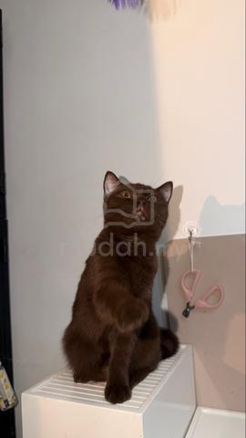 BSH Chocolate - photo 3 of 3