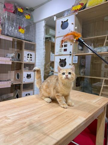 bear face golden tabby British short hair send SG - photo 3 of 3
