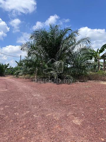 Mainroad Freehold Development Land @ Kesang 1