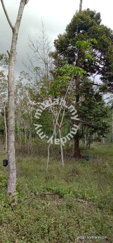 Tanah Pertanian Getah Kampung Som Hulu Cheka Jerantut 5