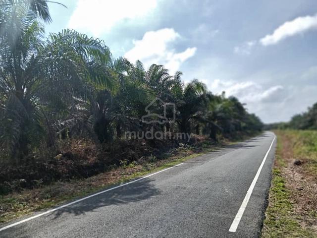 Tanah Pertanian 10 Ekar Freehold - Pontian Johor  1