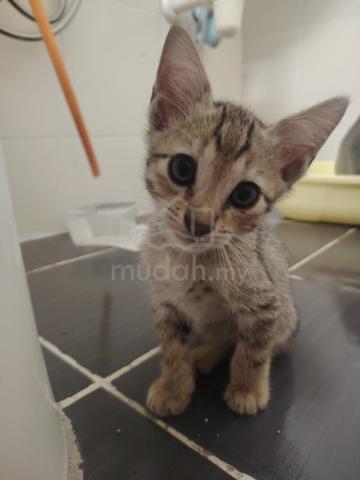 4 cute kittens, kucing - photo 4 of 6