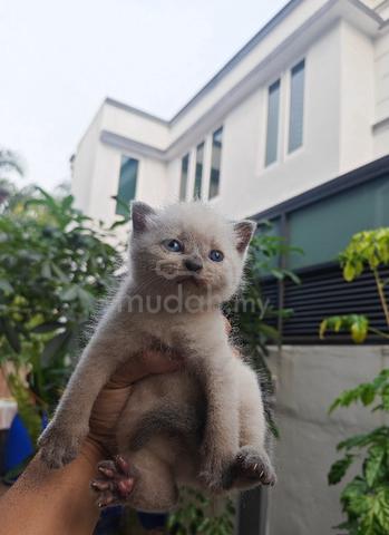 British shorthair - photo 2 of 6