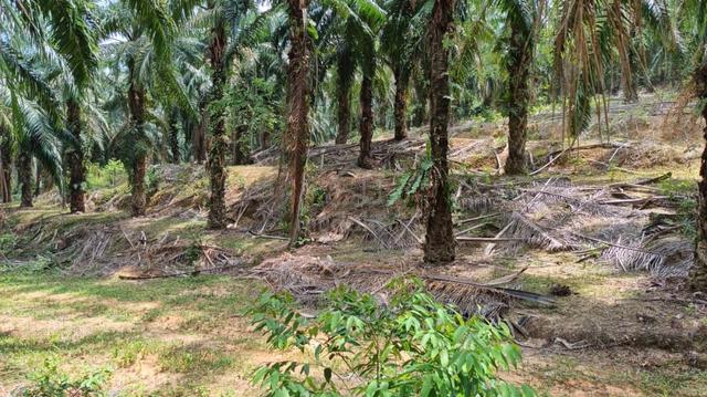 2.8acre land for sale 1