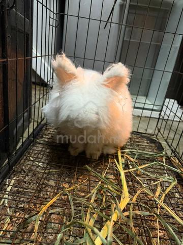 rabbit 2ekor - photo 3 of 5