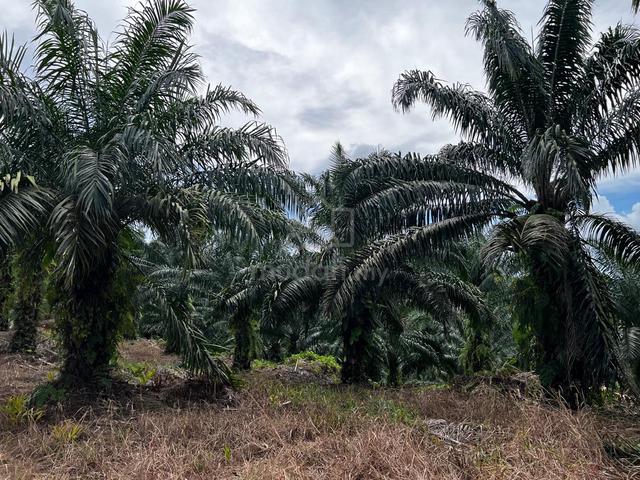 Palm Oil Land CL800 Acres Ulu Membakut KK Sabah 3