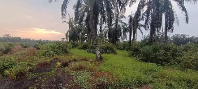 Tanah pertanian untuk dijual 1