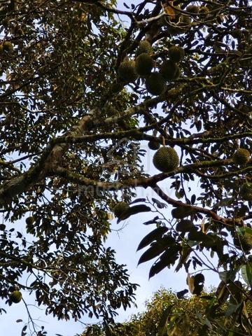 Kebun Musang King Sg Selesek Hulu Bernam, (nego) 1