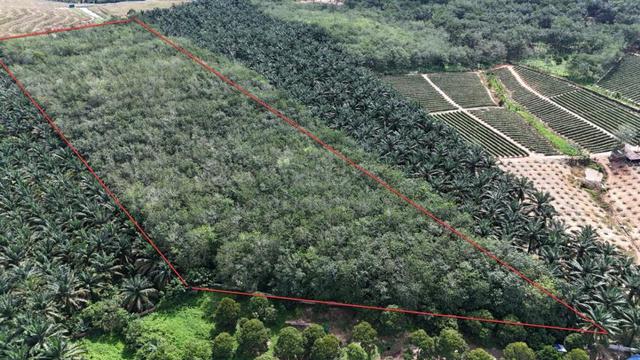 BELOW VALUE RM500K++ Rembia Rubber Land 12.03acres Nice Shape 1