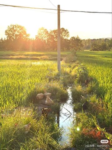 Sungai Blankan Sepang Zoning Industrial 5 Acres Below Market Value 1