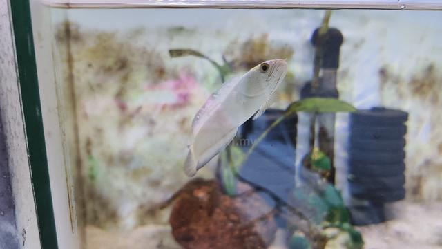 Asiatica platinum 3 inch plus - photo 2 of 3