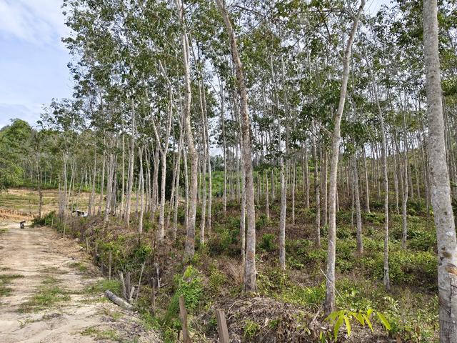 Tanah kebun Getah muda unt.dijual 1