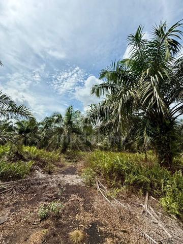 Parit Sikom Agricultural Land For Sale 1
