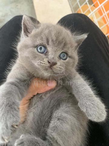 BSH kitten anak kucing - photo 3 of 3