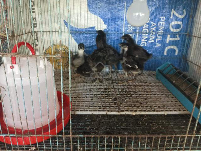 Anak ayam black Australorp  - photo 5 of 5
